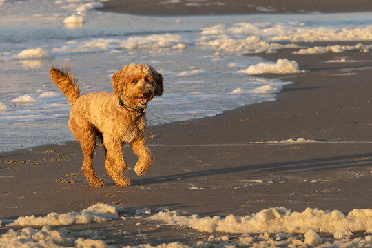 Happy shaggy goldendoodle dog running along the shore of a beach on a sunny day