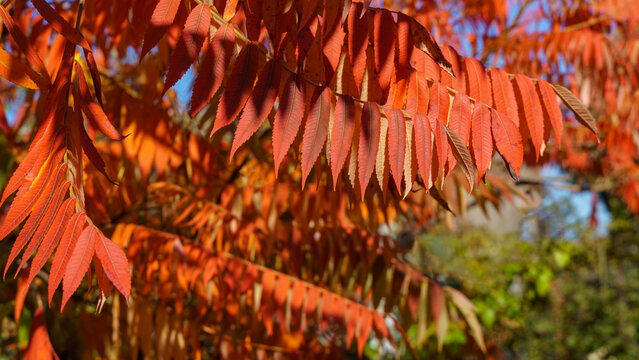 Autumn red colors of the Rhus typhina (Staghorn sumac, Anacardiaceae) leaves of sumac. Natural texture pattern background.