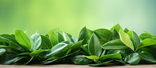 Obraz premium In the shop there is a copy space image of a pile of fresh tropical green leaves