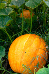 Golden Giant Melon with grass field.