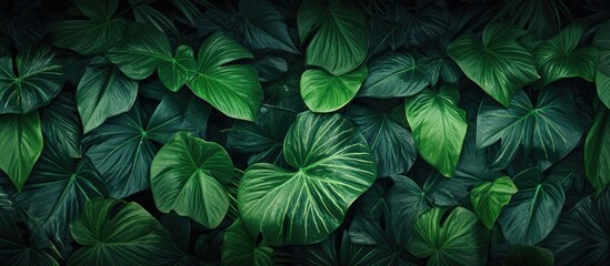 A nature themed wallpaper with tropical leaves texture and floral background providing a 21 9 copy space image for text advertising or any other content