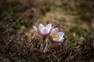 Pulsatilla montana, a anemone flower on a mountain meadow in the austrian alps in the hohe tauern...