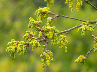 Nahaufnahme von männlichen Blütenkätzchen, die an kleinen Zweigen der Pyrenäen-Eiche (Quercus pyrenaica) hängen.