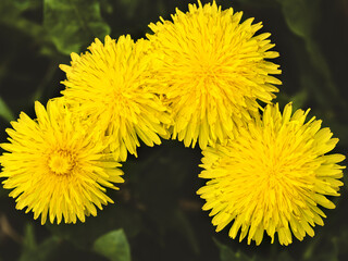A closeup shot of dandelion seeds