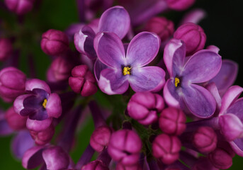 Beautiful purple background from lilac flowers close-up. Spring flowers of lilac.