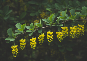 A branch of blooming yellow Berberis vulgaris with small hanging flowers in a summer garden. Nature...