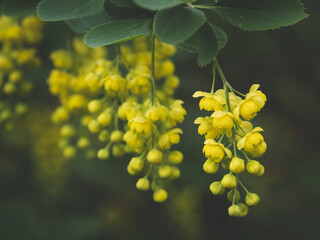 A branch of blooming yellow Berberis vulgaris with small hanging flowers in a summer garden. Nature...