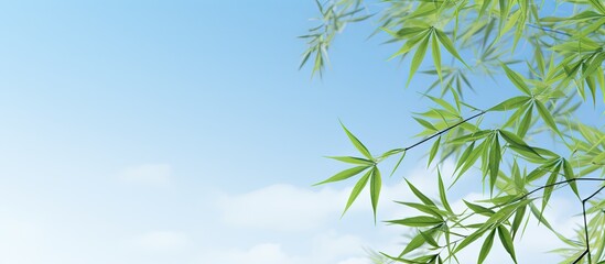 A serene copy space image showcasing bamboo leaves against a beautiful sky