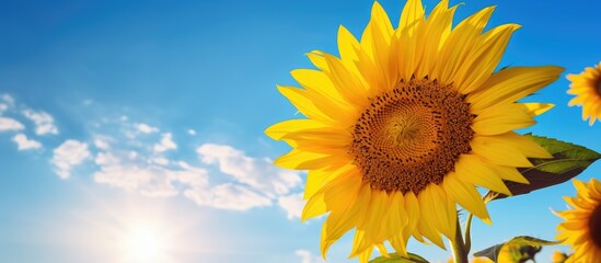 A vibrant sunflower bathed in the soft golden light of the rising sun framed perfectly against the clear blue sky The composition creates an inviting copy space image