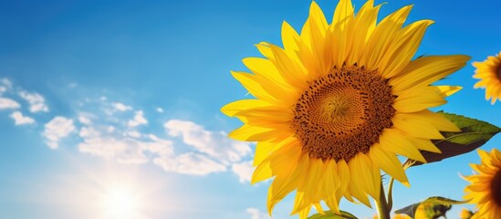Obraz premium A vibrant sunflower bathed in the soft golden light of the rising sun framed perfectly against the clear blue sky The composition creates an inviting copy space image