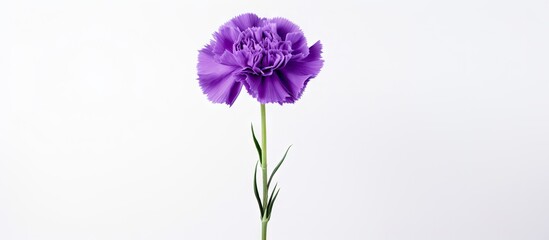 A purple carnation photographed alone on a white background leaving blank space around the image....