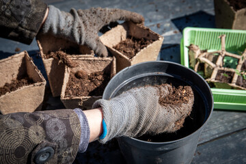 Preparing for planting of seedlings, pots and soil in hands with gloves, gardening in spring