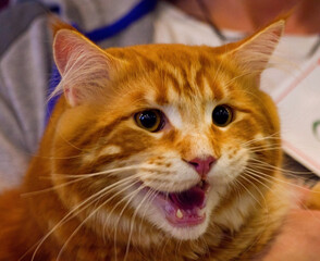 Maine Coon cat laughing. Domestic beautiful red maine coon cat. Adorable curious maine coon sitting...