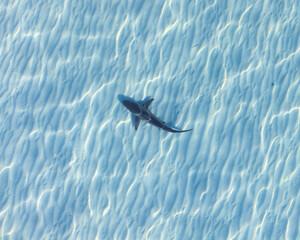 Shark swimming in the crystal-clear waters of a tropical ocean