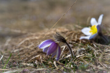 Pulsatilla montana, a anemone flower on a mountain meadow in the austrian alps in the hohe tauern...
