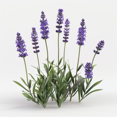 Fototapeta premium Lavender flowers arranged on a plain white surface for graphic design or mockup