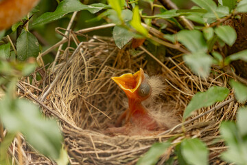 American Robin chick waiting for lunch to be delivered