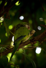 A parrot eating on a twig from a tree limb