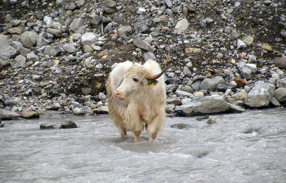 Yaks in den Alpen - Zottelige Himalaja-Rinder in S&uuml;dtirol, Italien