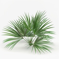 Realistic palm tree isolated on a white background for graphic design purposes