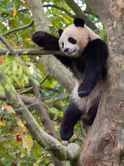 Obraz premium Cute panda bear resting on a tree in the zoo. France