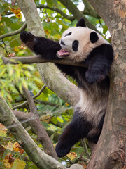 Obraz premium Cute panda bear on a tree in the zoo. France