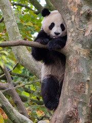 Obraz premium Cute panda bear on a tree in the zoo. France
