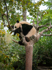 Obraz premium Cute panda bear resting on a green tree. France
