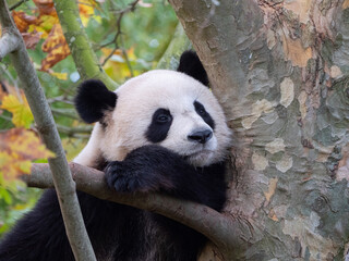 Obraz premium Cute panda bear resting on a green tree. France