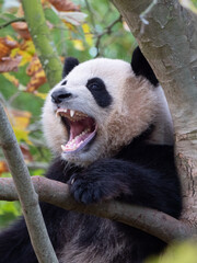 Cute panda bear on a green tree. France © Wirestock