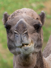 Fototapeta premium Closeup portrait of an Arabian camel in the zoo. France