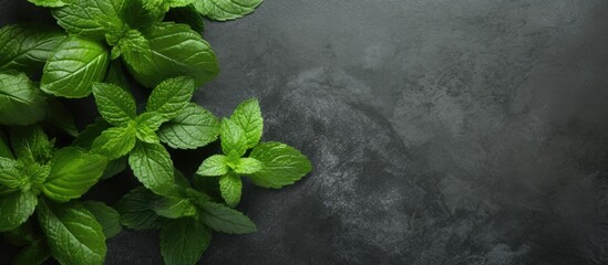 A top down perspective of mint leaves placed on a stone table providing ample blank space for additional elements in the image