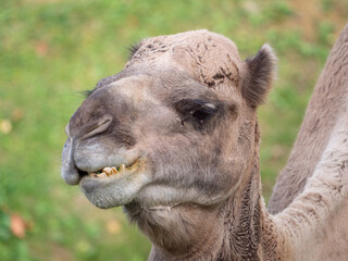 Closeup shot of an Arabian camel in the zoo. France