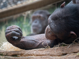 Closeup shot of a chimpanzee in the zoo. France