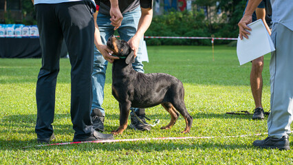 Rottweiler puppy dog has his head and teeth to be examined. A dog show event in progress.