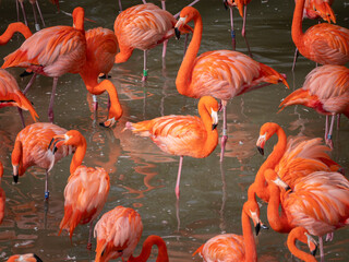 Large group of Caribbean flamingos standing in a tranquil body of water in the zoo. France
