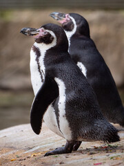 Pair of Humboldt penguins stand side-by-side on a rocky surface. France