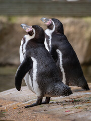Pair of Humboldt penguins stand side-by-side on a rocky surface. France