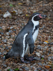 Naklejka premium Closeup shot of a Humboldt penguin in the zoo. France