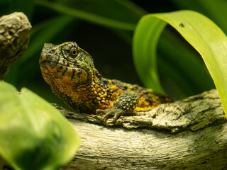 Closeup shot of a Chinese crocodile lizard on a branch