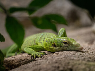 Closeup shot of an emerald tree monitor in the zoo.