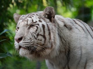 Closeup shot of a majestic white tiger in the zoo. France