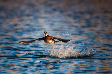 Serene photograph of a male Wood Duck taking off from the water