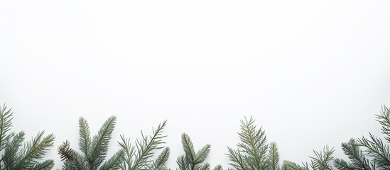 A copy space image featuring white background with fir branches