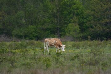 Cow grazing on a pasture