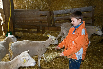 Enfant avec moutons
