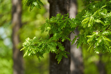 Obraz premium Oak leaves closeup
