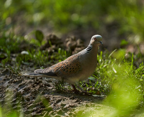 European turtle dove in the forest