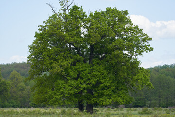 Centennial oak tree on a pasture