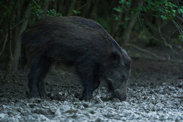 Juvenile wild hog rooting in the forest